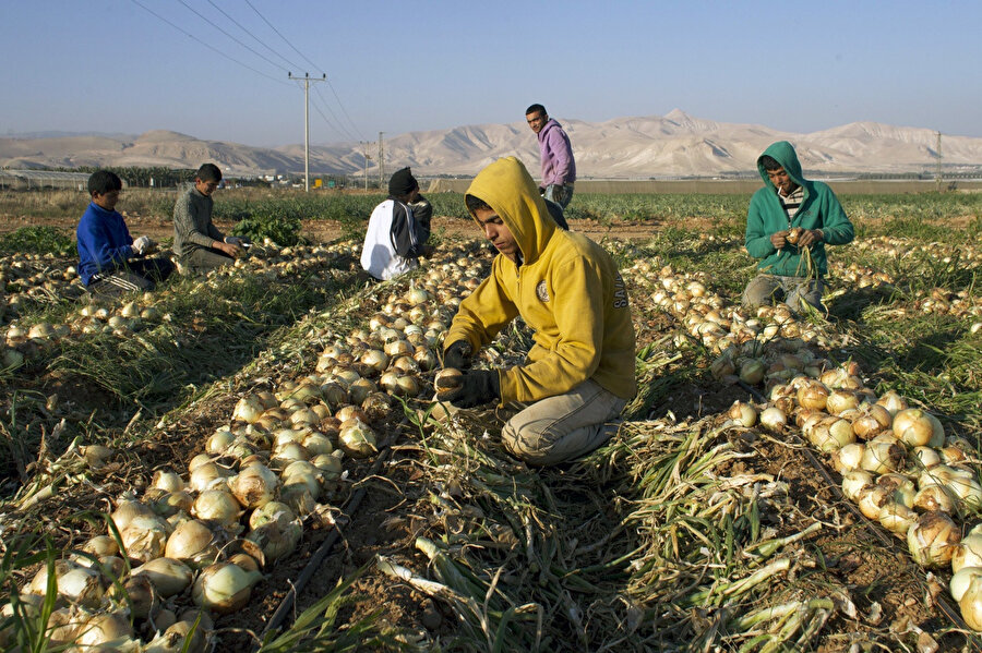 Ürdün Vadisi'nde Filistinli çiftçiler... 