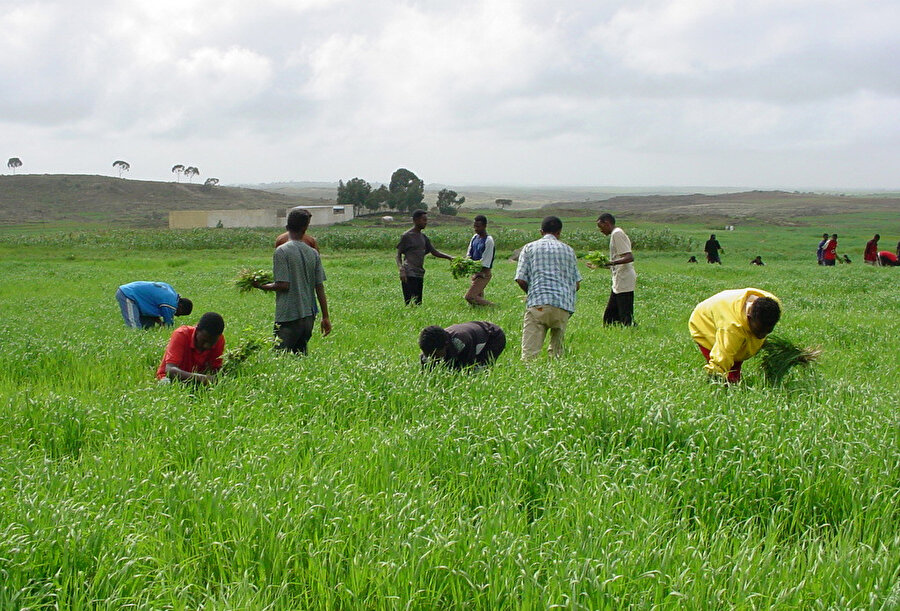 Bol miktarda ekilebilir araziye ve önemli su kaynaklarına rağmen, Eritre şu anda çok az ekili alanı kullanmakta ve aynı zamanda eski ve geleneksel yöntemlerle çiftçilik yapılmakta.