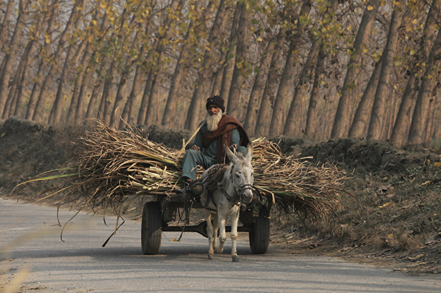 Pakistanlı yaşlı adam ormandan topladığı odunları evine götürüyor.