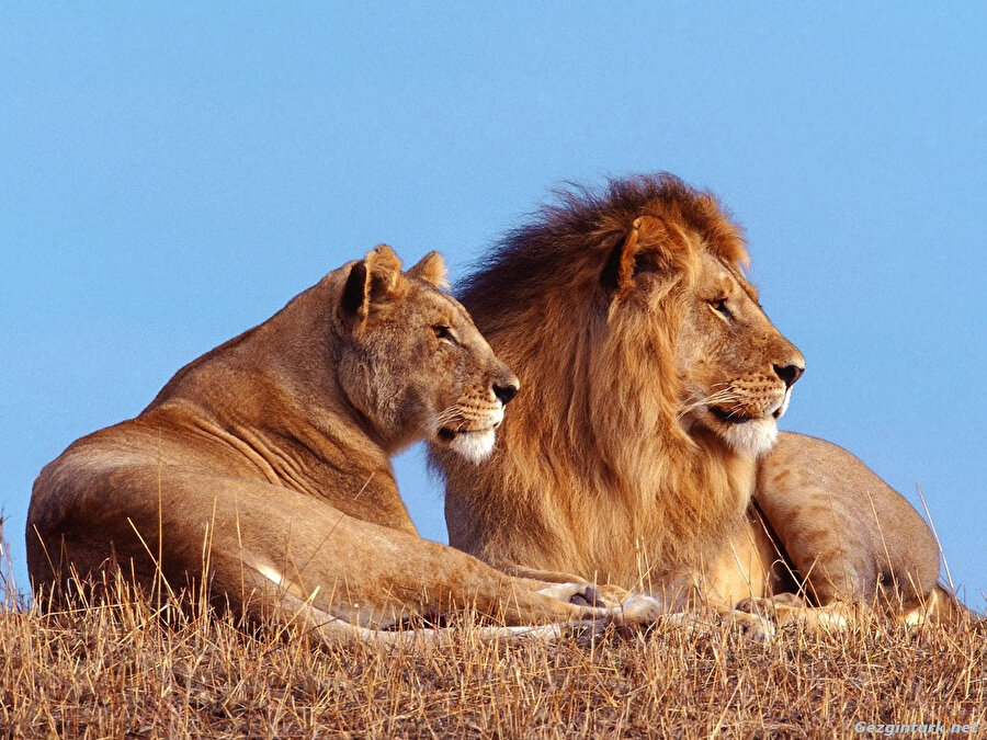 Erkeğinden daha ufak-tefek olan dişi, en az erkek aslan kadar yırtıcıdır. 