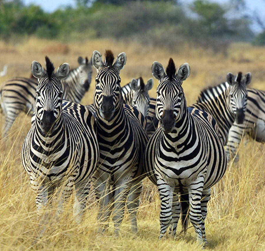 Kuzey Doğu Kenya'da yarı çöllerde bulunan Greyvi zebrası (E. greyvi) en büyük zebra olup 1.5 metre yüksekliktedir.