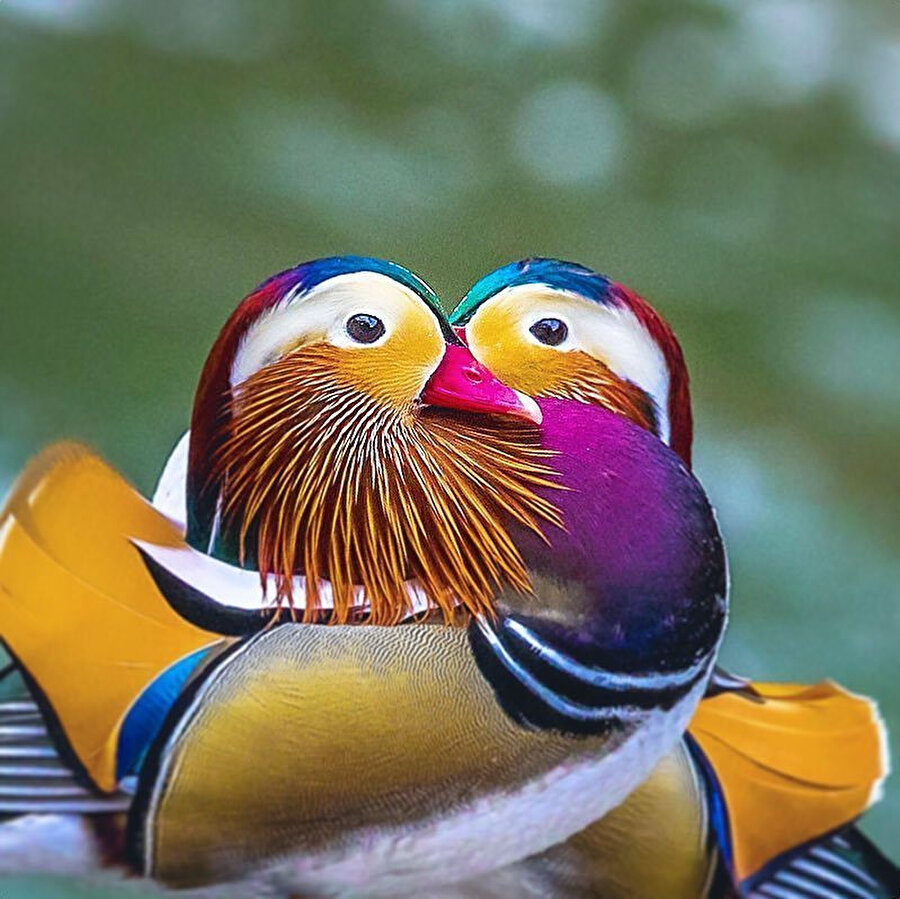 Mandarin ördeği, Ördekgiller familyasından orta büyüklükte çok renkli bir ördek türüdür.