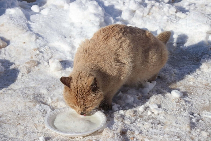Bazı hayvansever vatandaşlar, sokak hayvanlarını düşünerek kap içerisinde süt bırakıyor. 