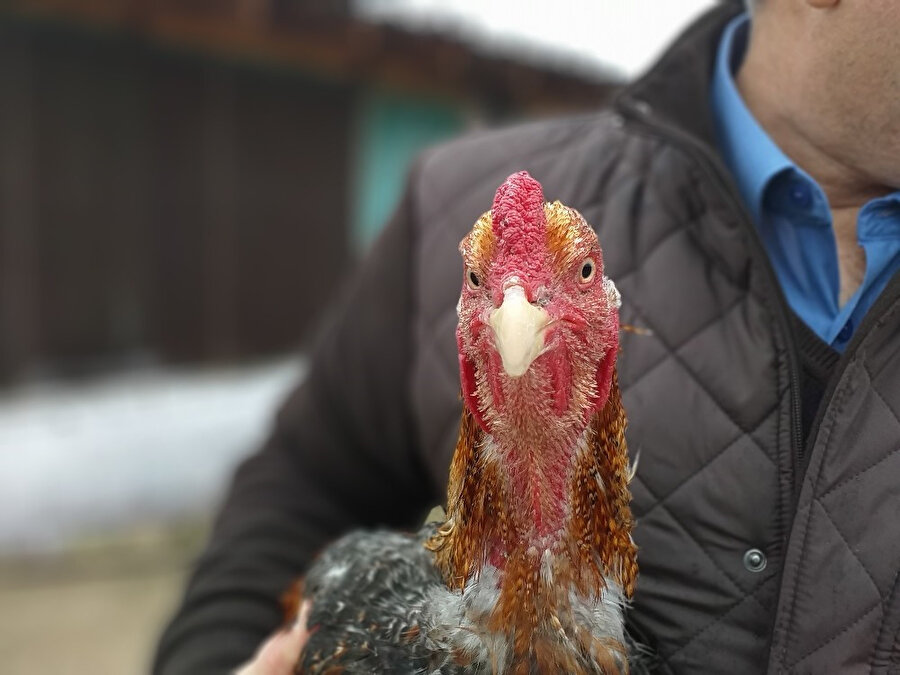 Tavuğun cinsi İndio gigante olarak biliniyor.