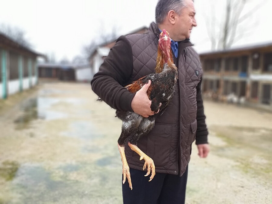 Ömer Faruk Erdönmez, boyu bir metreyi aşan tavuk yetiştirmeyi başardı.