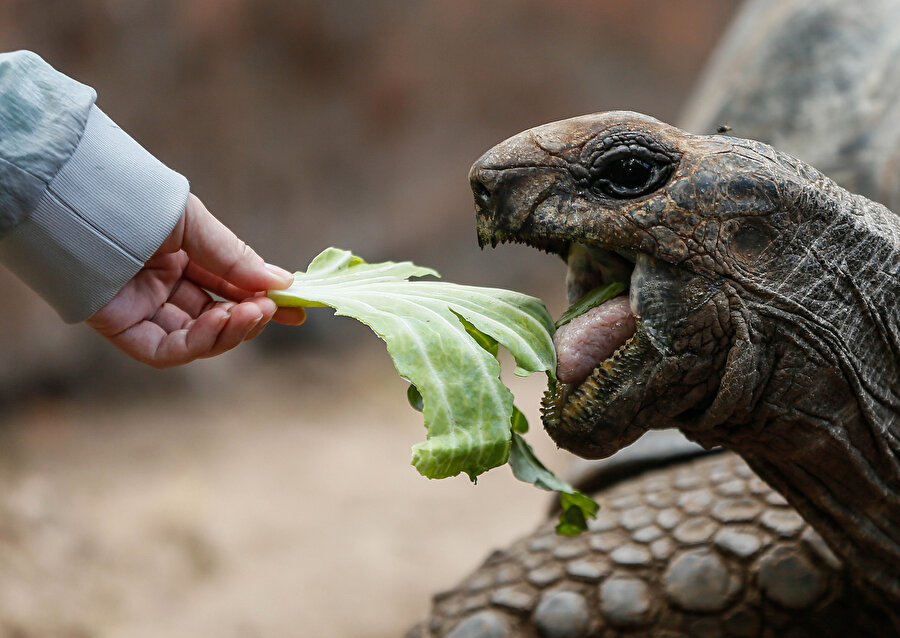 Zanzibar'da eliyle kaplumbağa besleyen bir turist.