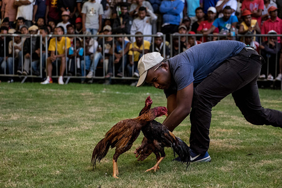 Madagaskar'da horoz dövüştüren biri kameralara böyle yansımıştı. 