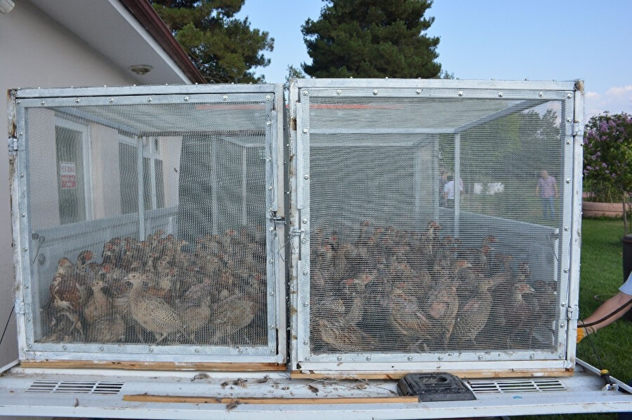 Erbaa'da keneyle mücadele için 5 bin kanatlı hayvan doğaya salındı. 