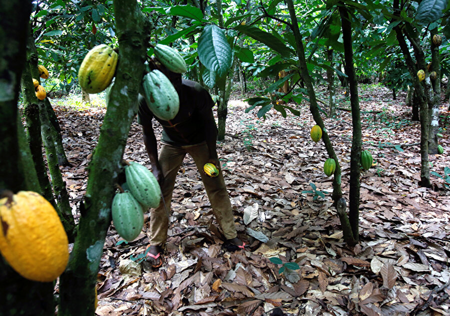 Kakao ağaçları