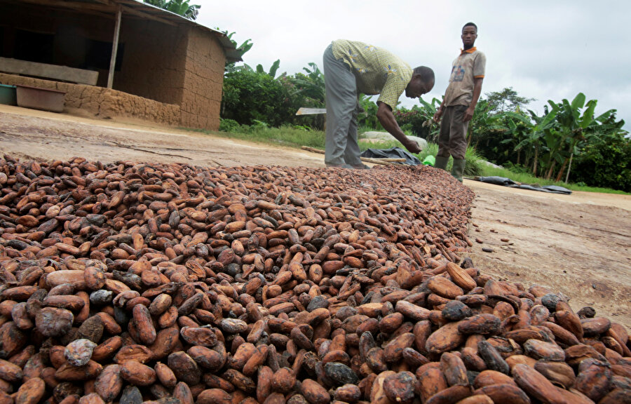 Kakao çekirdekleri