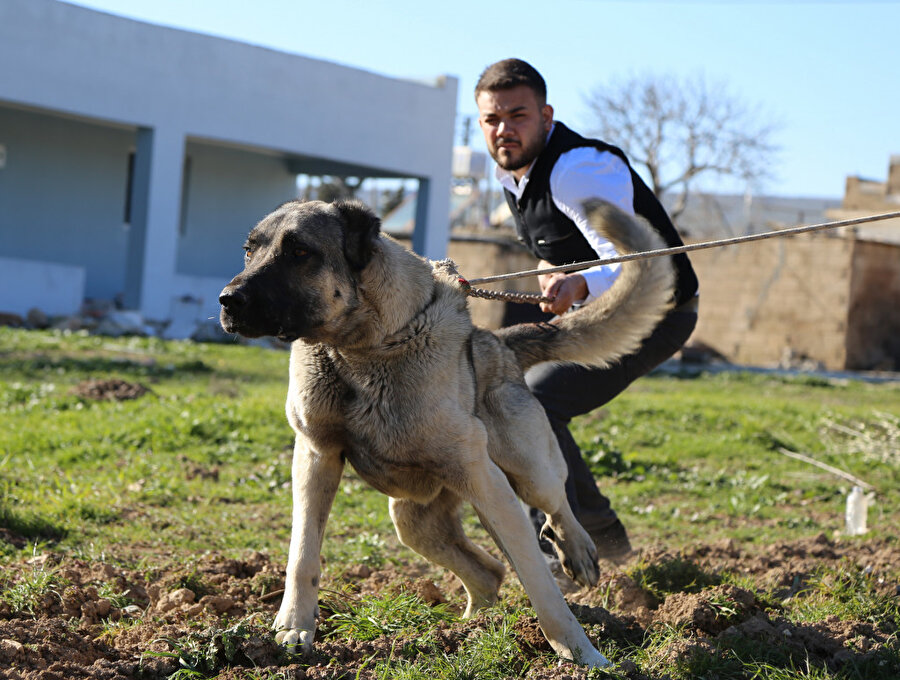 Kurtboğanlar, 'güvenlik' konusunda da yoğun biçimde değerlendirilebiliyor. 