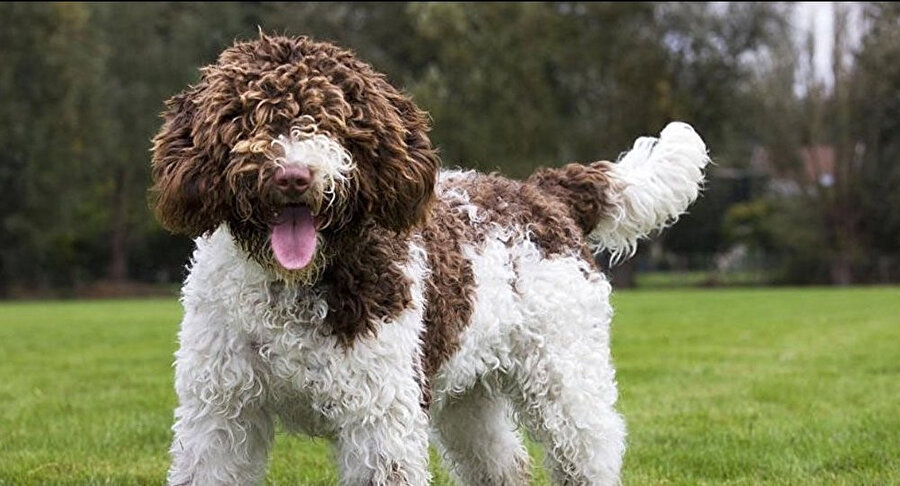 Almanya'da bir kişinin, vergi ödememek için yıllarca köpeğinin bir koyun olduğunu söylediği fark edilmişti.