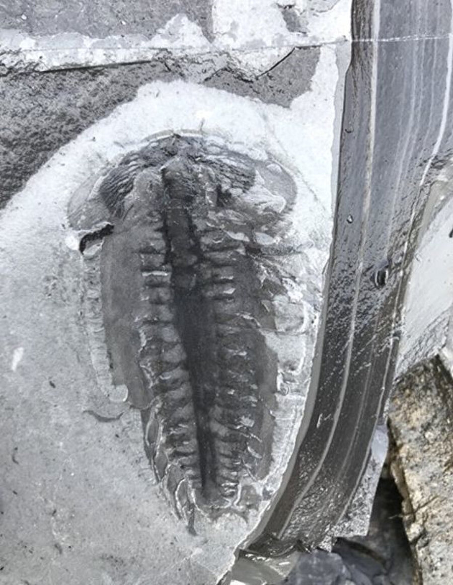 Bulunan fosillerin son 100 yılın en büyük keşiflerinden biri olduğu ifade ediliyor. 