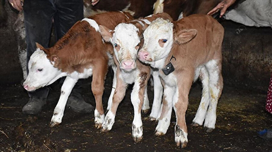 Marya isimli inek üçüz doğurdu. O üçüzlerden bir kare.