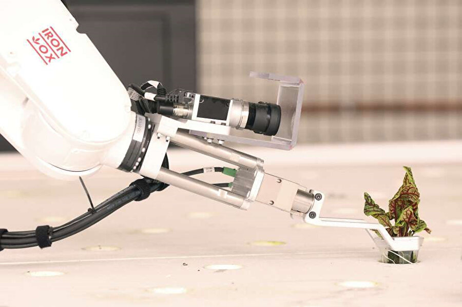 Iron Ox'un tesislerindeki robotlar, milimetrik oynamalarla bitkilere müdahale edebiliyor. 