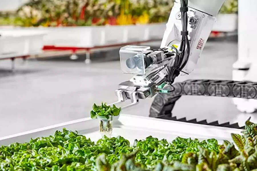 Ceneviz fesleğeni, damarlı kuzu kulağı ve göbek marul olmak üzere 3 tip yeşillik üretebilen Iron Ox robotları, yetişen yeşillikleri hassas iğneli robotlarla toplayabiliyor. 