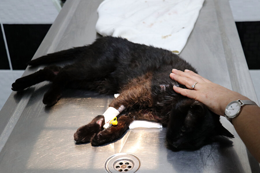 Aydın'da Pitbull cinsi köpeğin saldırısına uğrayan ve vatandaşların uzun uğraşları sonucu kurtarılan kedi tedavisinin sürdüğü klinikte öldü.
