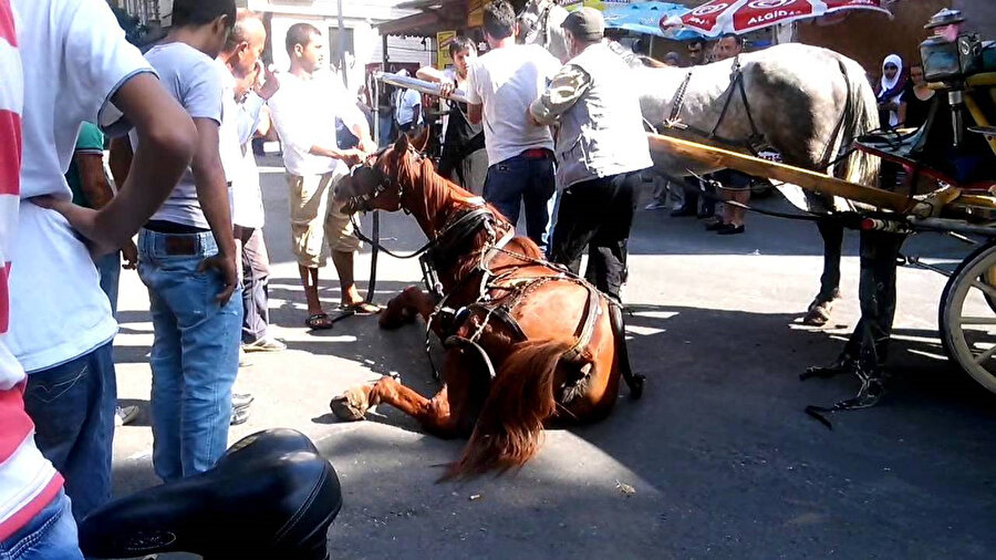 Sivil toplum kuruşları ve hayvan hakları savunucuları fayton hizmeti adı altında atlara yapılan işkence ve eziyetlerden belediyelere tepki gösteriyorlar.