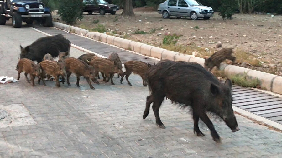 Ülkemizde de bu tarz olaylar sık sık gündeme geliyor 