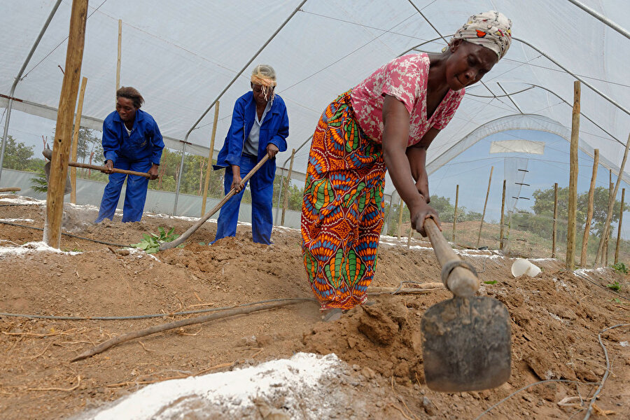  Zambiya'nın Copperbelt Eyaletindeki kadınlar, yerel pazarda sattıkları sebzelerin üretim kapasitesini artırmak için inşa ettikleri bir serada çalışıyorlar. 