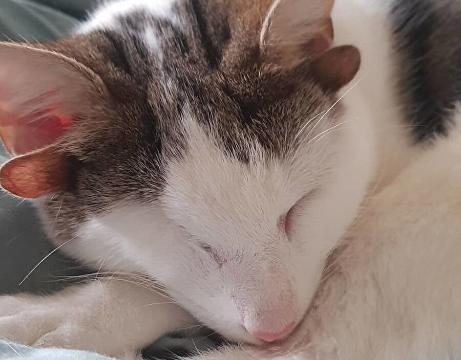 4 kulaklı ve tek gözlü kedi kurtarılarak yeniden hayata tutundu