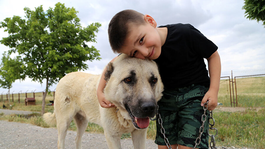 4 yaşındaki Muhammet Ali Yıldız, Kangal köpekleriyle iç içe yaşam sürdürüyor