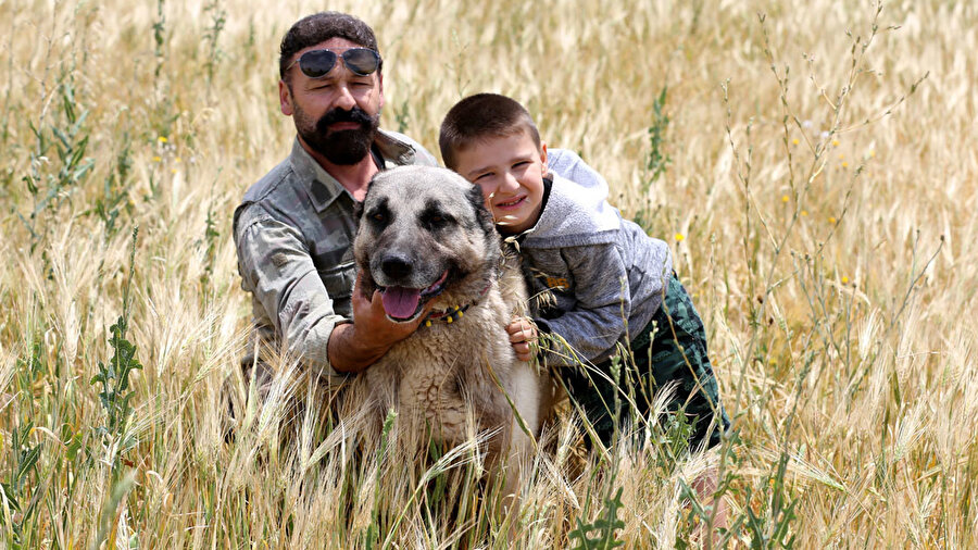 Küçük Ali, Kangal köpeği üretim merkezinde yaşıyor