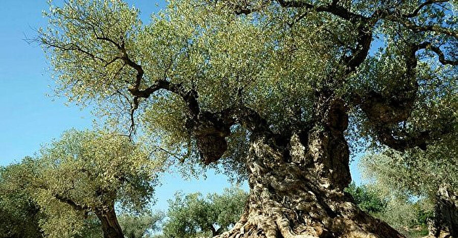 Zeytin ağacı, 6 metre 48 santimetre çapında