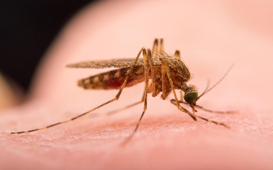 Sivrisinekler kan grubu 'o' olan insanlara daha çok yöneliyor 