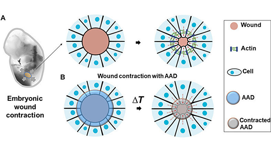 Aktif yapışkan bandaj (AAD) embriyonik cildi taklit ediyor.