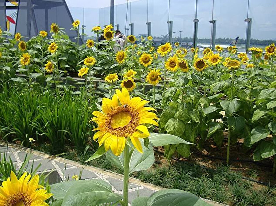 Terminal 2'deki ayçiçeği bahçesi.