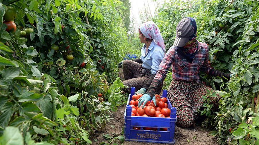 Tokat'a gelip domatesi toplayan işçiler aylık bin 800 lira kazandığını belirtti 