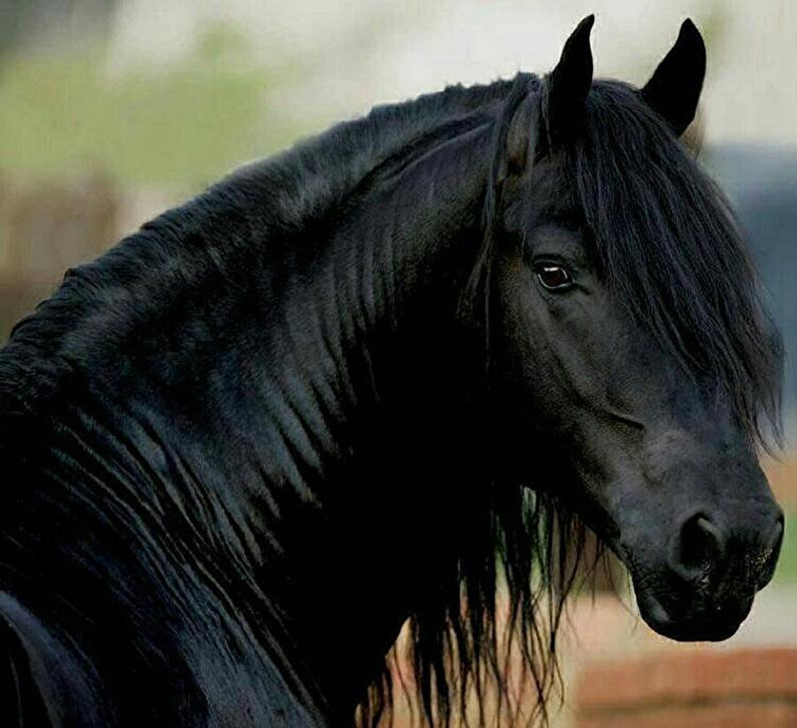 “Padişahımız sana siyah bir at gönderdi ama istemezsen bak değişim kartı burada, tam senin göz renginle uyumlu bir at daha var, vaktin olduğunda gel istersen bir bakalım, ne dersin?”