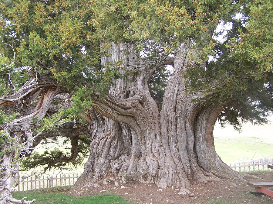 Sen Azizli’de hikâye anlatıcılarının sonuncusu olarak büyüyensin oğul.