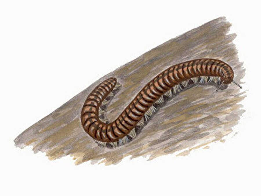 Kırkayak gibi mutlu ve sakin bir hayat sürmek istiyorsak, Tanrı’dan düşünceden (kaygıdan) bizi uzak tutmasını niyaz edeceğiz o zaman.