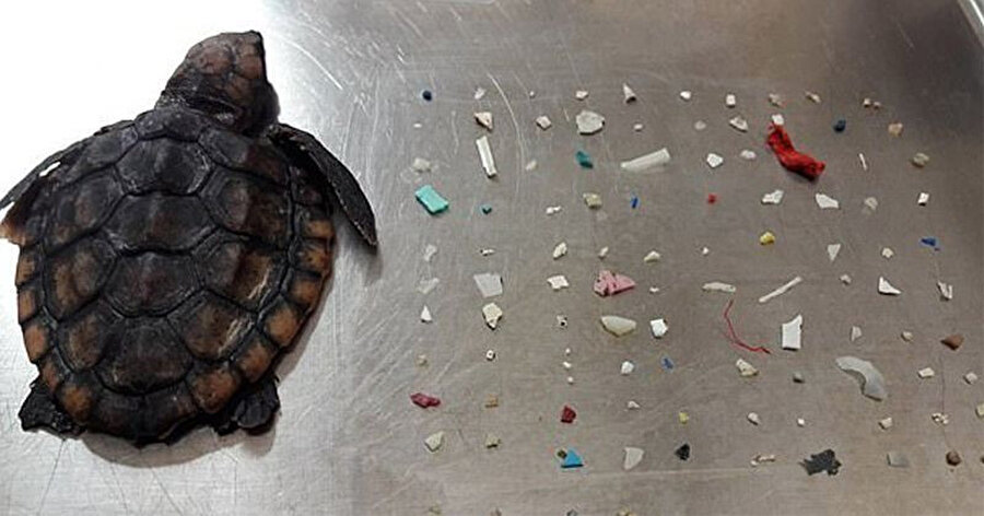 Amerika'da kaplumbağaların çoğu plastikler yüzünden ölüyor 