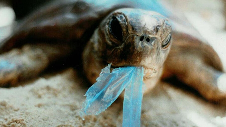 Canlılar plastikler yüzünden zarar görüyor.