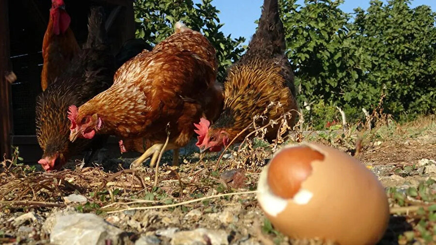 Yumurtanın içinden yumurta çıktığını gören çitçi Seu Jaır tavuklarının sihirli olduğunu düşünüyor 