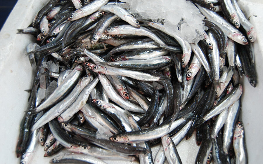 Hamsi 5 liradan satılmaya başlandı.