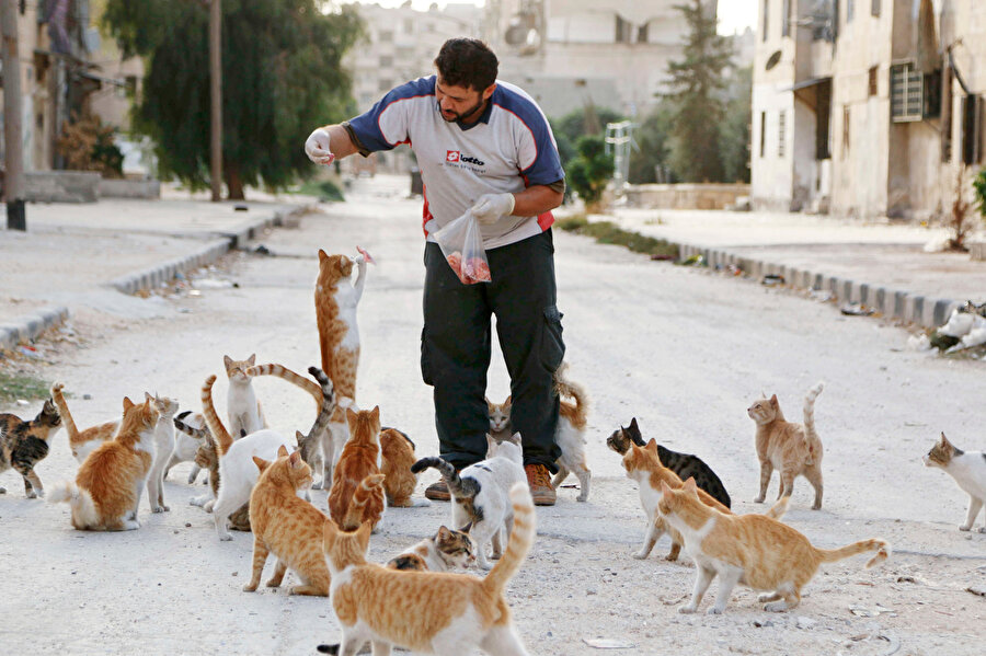 Ala, Halep'te savaşın göz ardı edilen mağdurları; hayvanları besliyor. 
