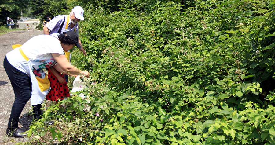 Bitmek bilmez bir tutku: Ot toplamak 