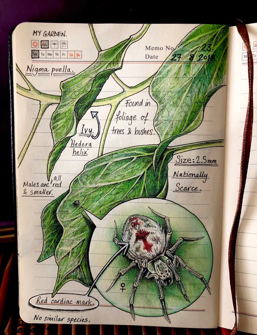 Jo Brown 'nun not defteri çizimlerinden yaprak üstünde örümcek.