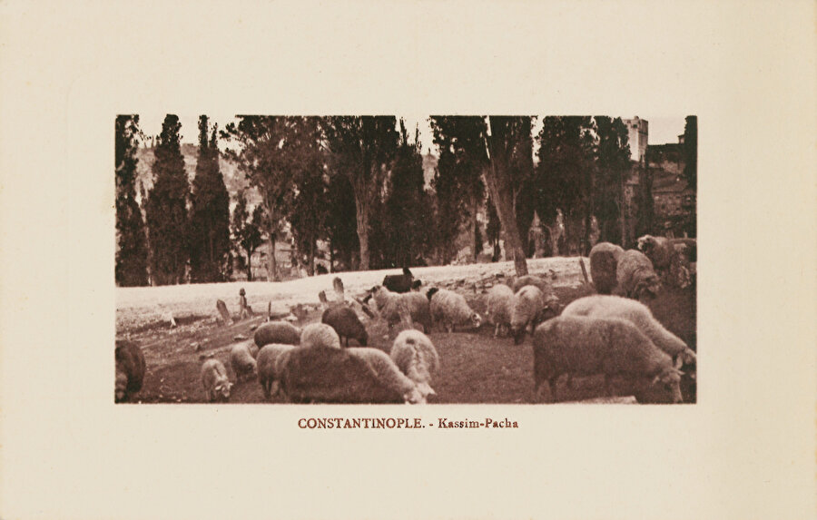 Eski İstanbul kartpostallarından birisindeki koyunlar