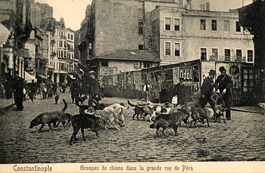 Kartpostallarda gözüken eski İstanbul'un köpekleri