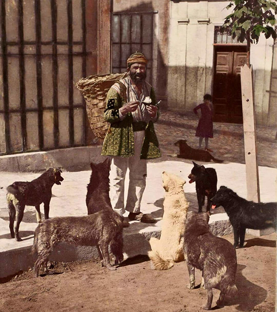 Eski İstanbul sokaklarında köpekler 