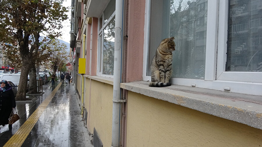 Sokak kedisi evde bulunan kediye bakıyor. 