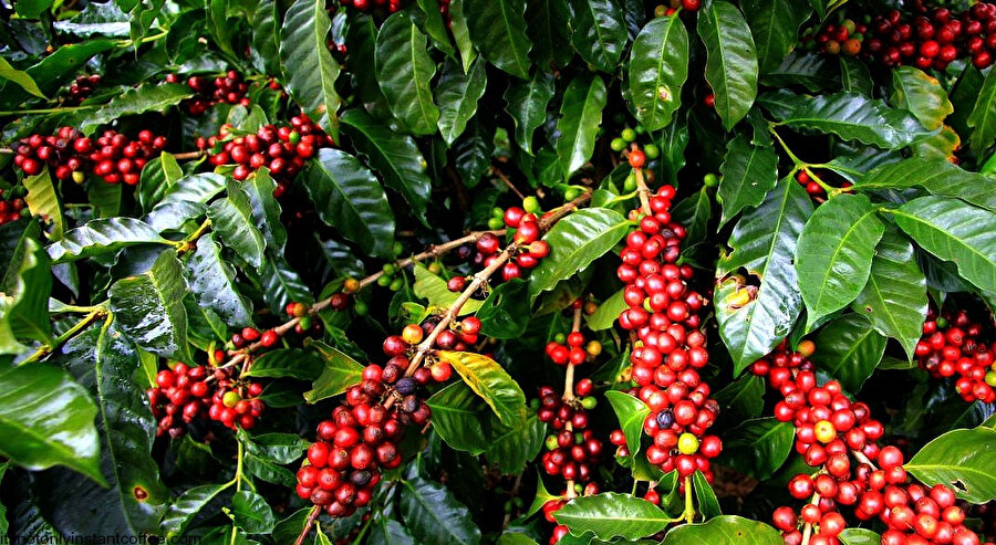 Kahve ağacı