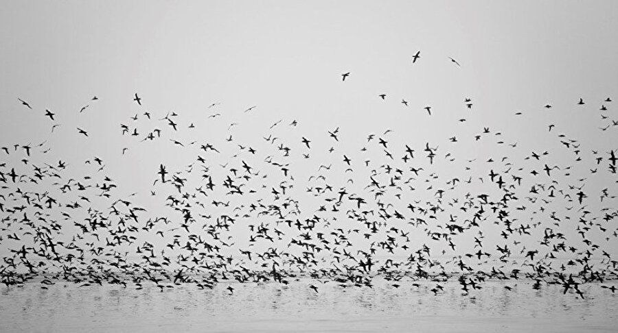 Göç eden kuş sürüsü