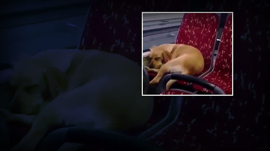 Şoförün otobüse aldığı köpek koltukta uyuyakaldı.