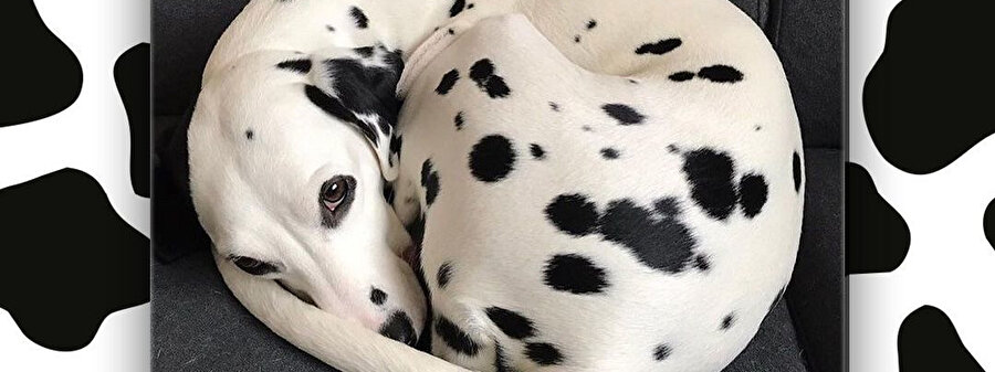 Bakın kendimi yuvarlak yapabiliyorum